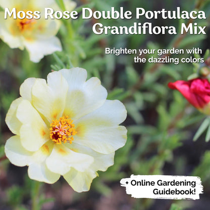 2000 PCS - Mix Double Moss Rose Seeds for Planting (Portulaca Grandiflora) - Non-GMO Heirloom Seeds, Purslane Flower Seeds for Planting