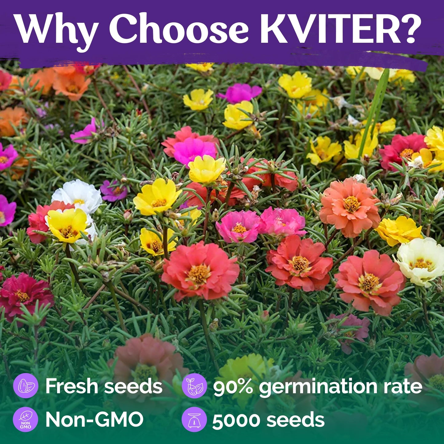 2000 PCS - Mix Double Moss Rose Seeds for Planting (Portulaca Grandiflora) - Non-GMO Heirloom Seeds, Purslane Flower Seeds for Planting