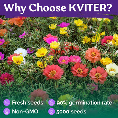 2000 PCS - Mix Double Moss Rose Seeds for Planting (Portulaca Grandiflora) - Non-GMO Heirloom Seeds, Purslane Flower Seeds for Planting