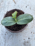 A Loofah Plant LIVE  in 4