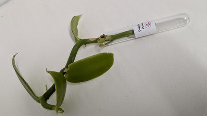 Organic Houseplant Cuttings Collection: Home Garden Plants. No CA shipping sorry.