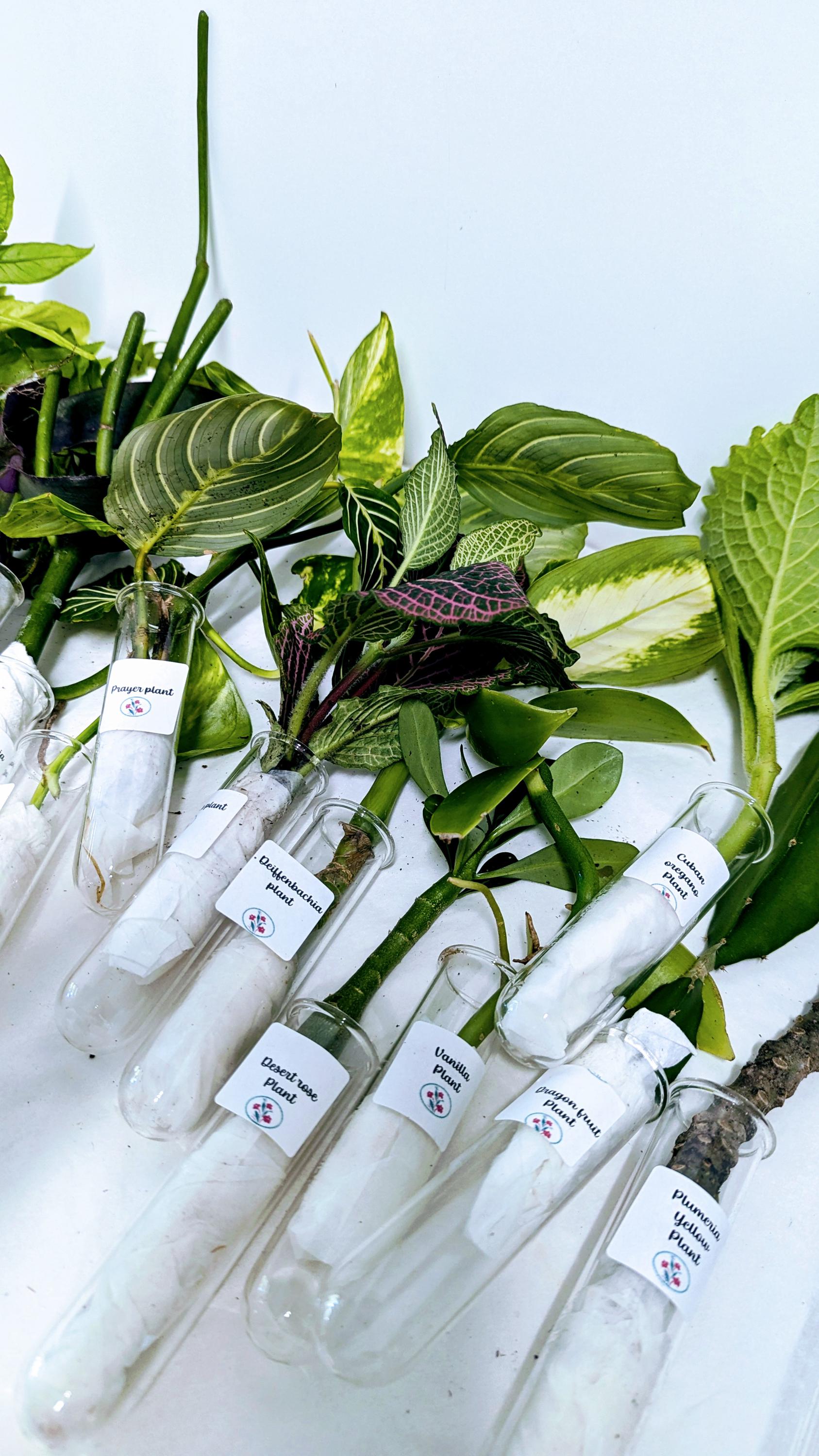 Organic Houseplant Cuttings Collection: Home Garden Plants. No CA shipping sorry.