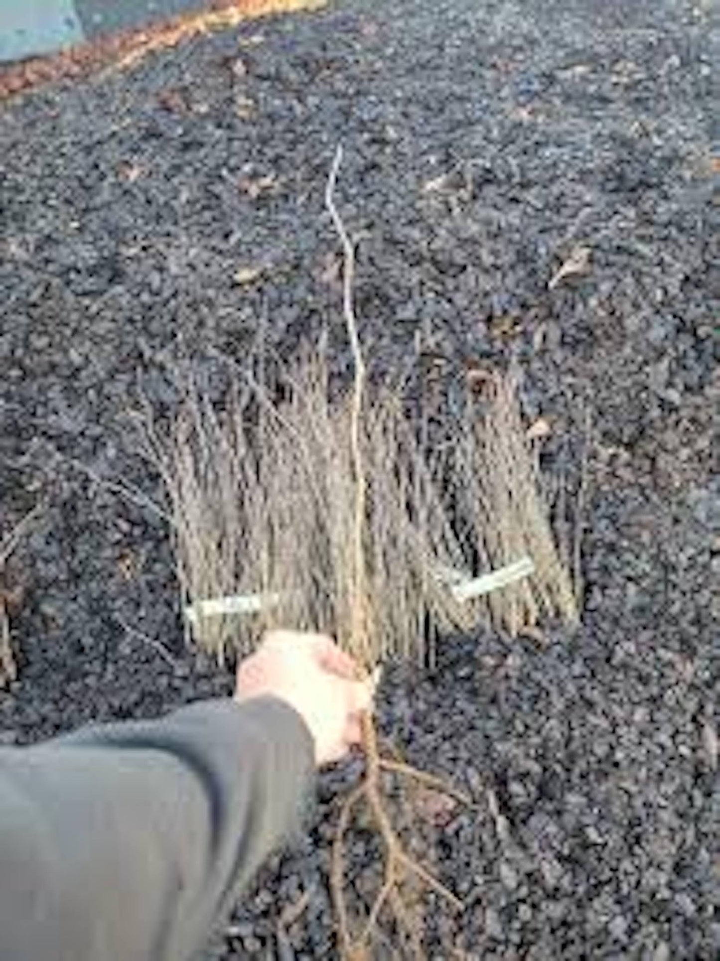 1 Eastern Redbud Tree 12-24in Tall Cercis canadensis Bare Root