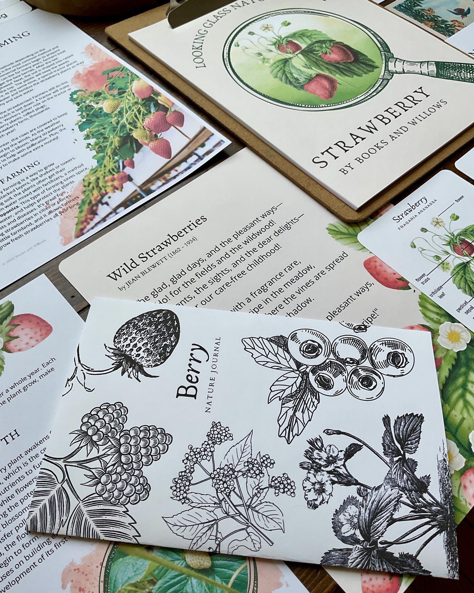 Strawberry Unit - Looking Glass Nature Study | Summer Unit | Homeschool Printable