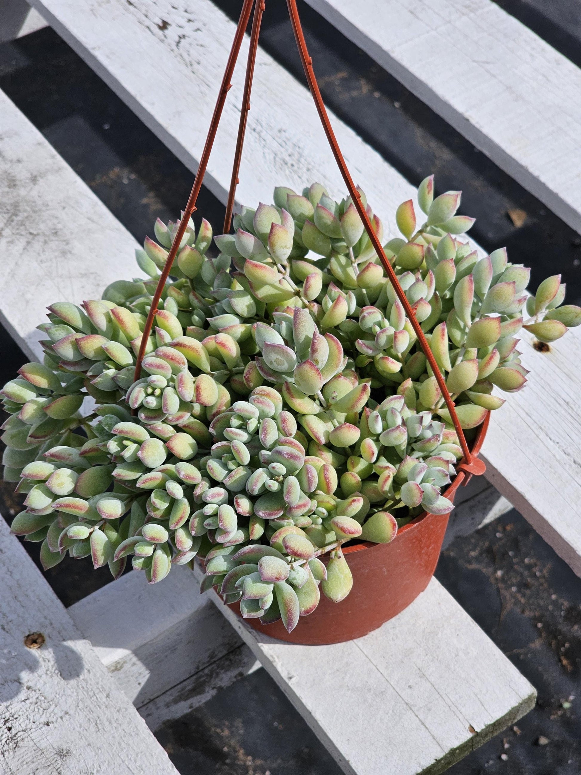 Rare Cotyledon pendens | unique Succulents | Mini succulent rooted and potted | Completely established plant