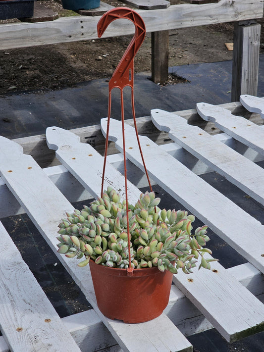 Rare Cotyledon pendens | unique Succulents | Mini succulent rooted and potted | Completely established plant