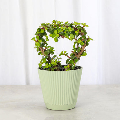 Jade Heart Bonsai | 4" Diameter Plant | Live Houseplant | Thorsen's Greenhouse