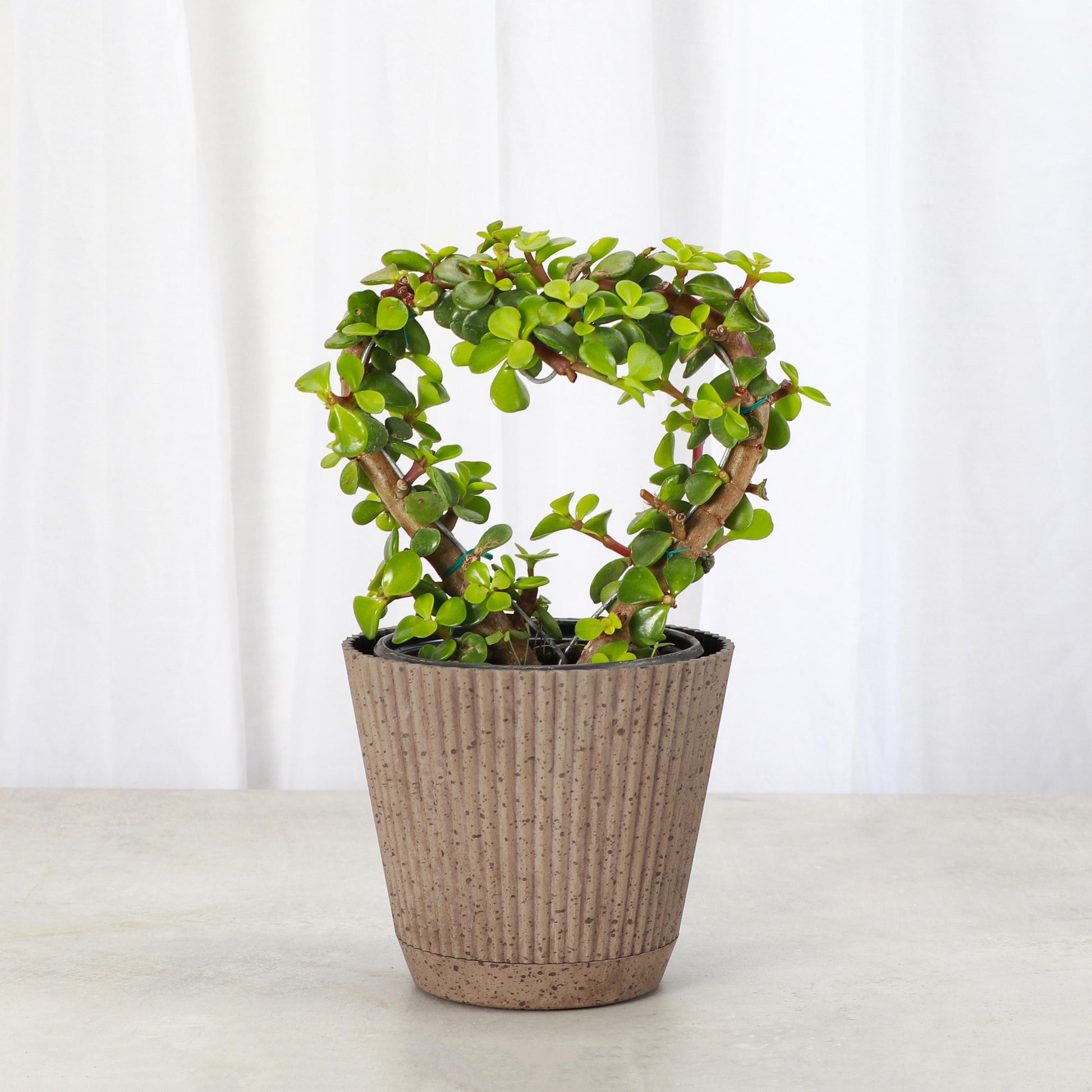 Jade Heart Bonsai | 4" Diameter Plant | Live Houseplant | Thorsen's Greenhouse