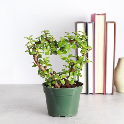 Jade Heart Bonsai | 4" Diameter Plant | Live Houseplant | Thorsen's Greenhouse