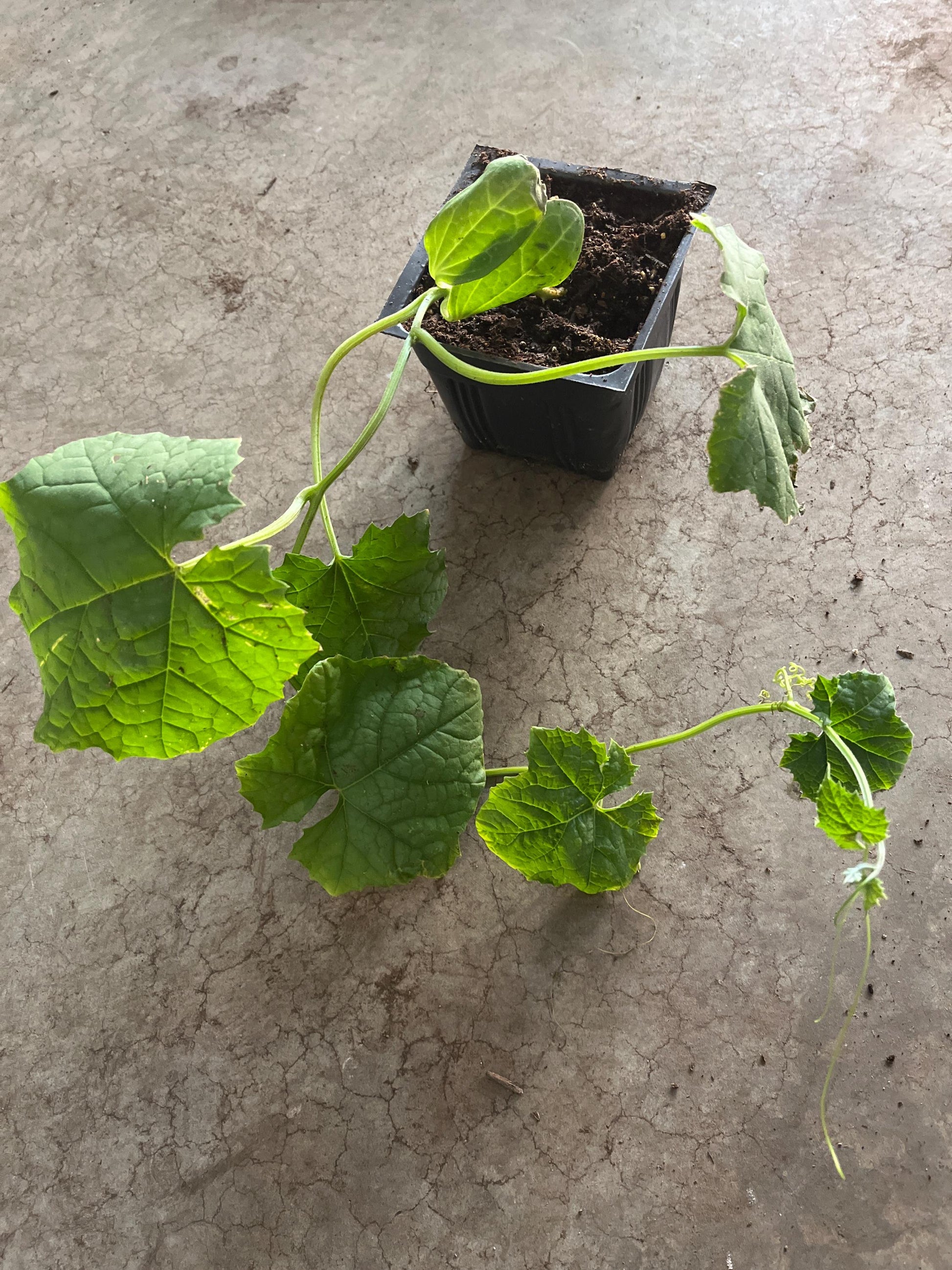 A Loofah Plant LIVE  in 4" pot     organic growth/ large fruit