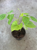 2 green beans plants in a 4