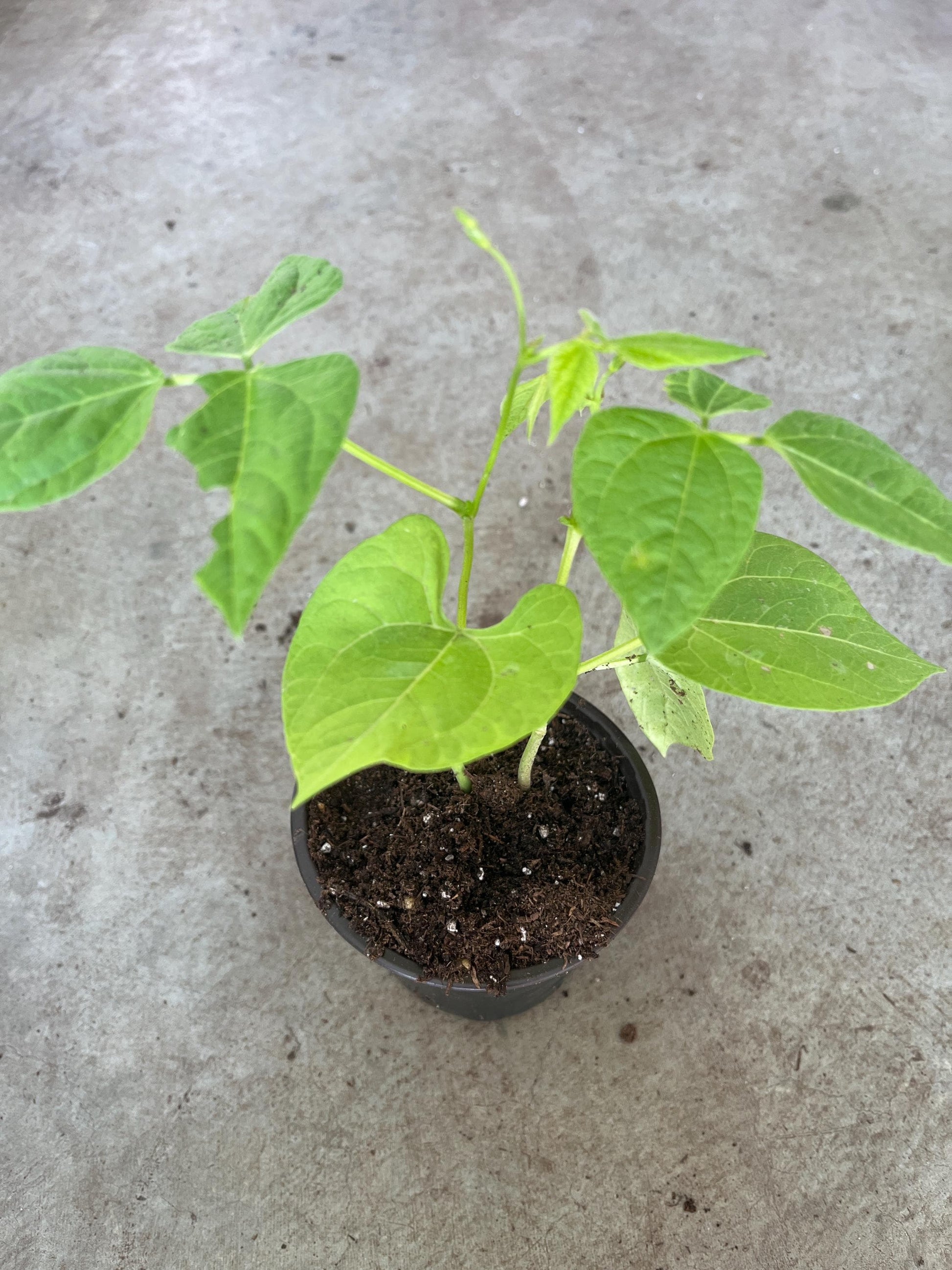 2 green beans plants in a 4" pot/ organic /vine Two options: green bean/ Rattlesnake Bean