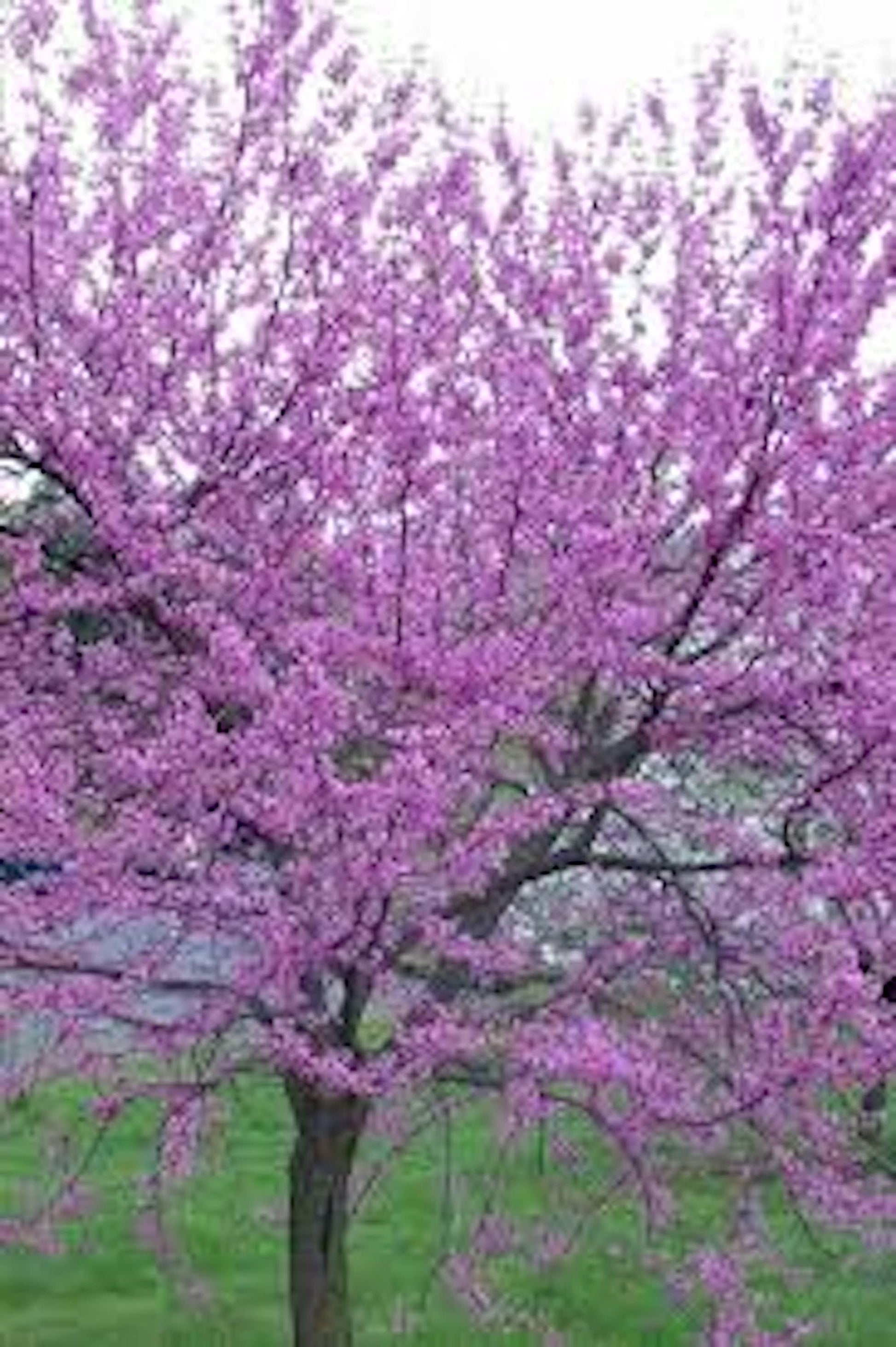 1 Eastern Redbud Tree 12-24in Tall Cercis canadensis Bare Root