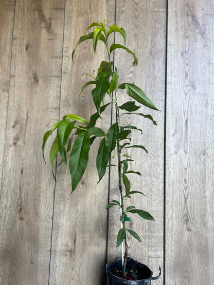 Peach Tree, Tropic Beauty Peach tree, Grafted in half gallon Pot