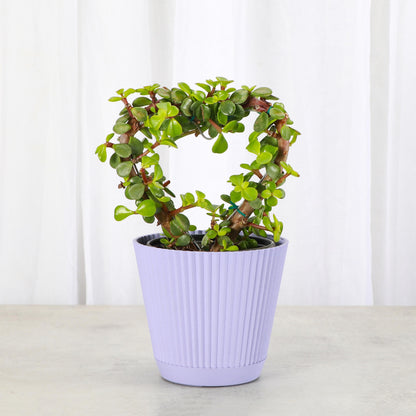 Jade Heart Bonsai | 4" Diameter Plant | Live Houseplant | Thorsen's Greenhouse