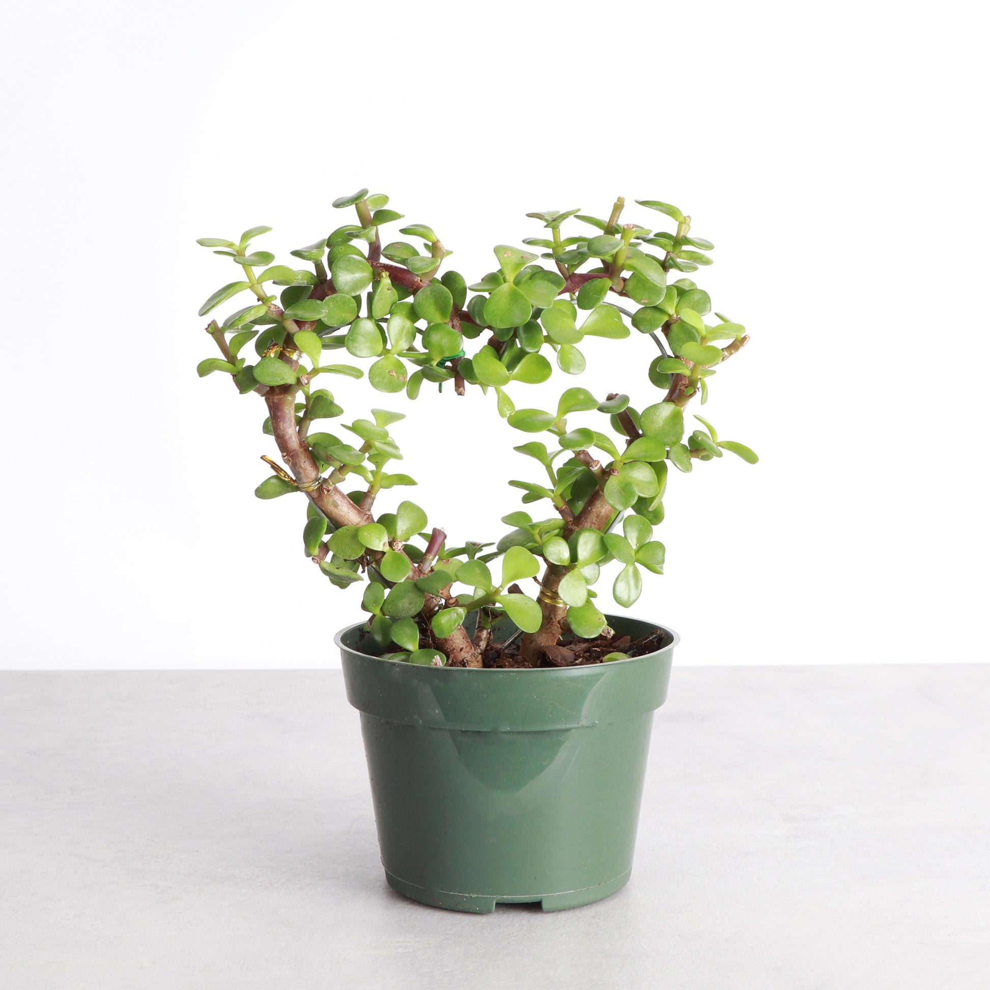 Jade Heart Bonsai | 4" Diameter Plant | Live Houseplant | Thorsen's Greenhouse