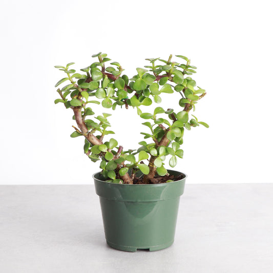 Jade Heart Bonsai | 4" Diameter Plant | Live Houseplant | Thorsen's Greenhouse