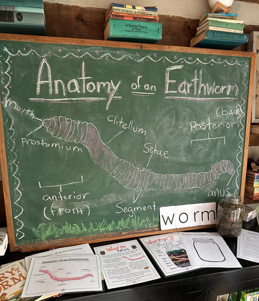 Anatomy of a Worm and Wormery activity with record | Charlotte Mason Nature Educational Printable
