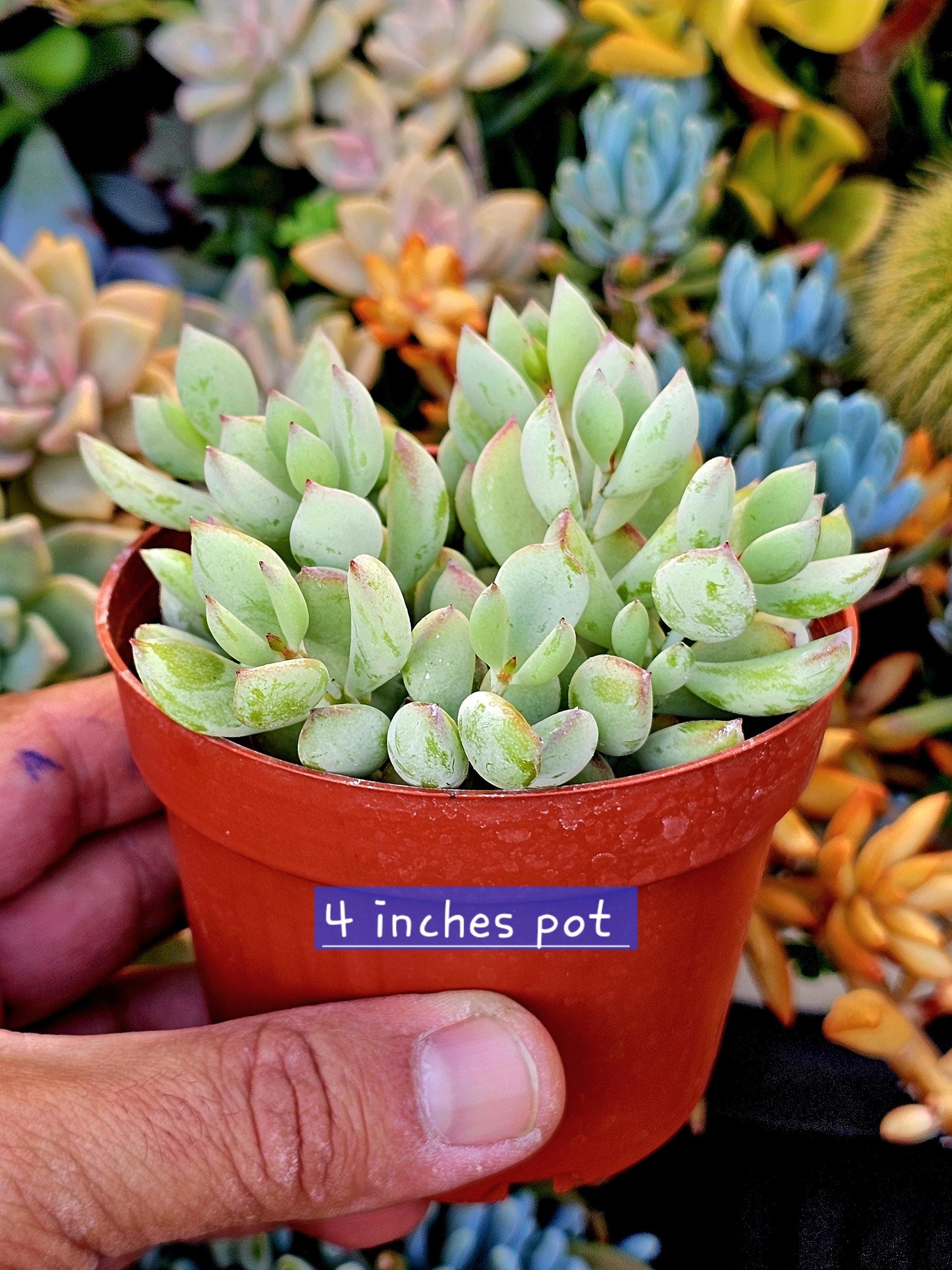 Rare Cotyledon pendens | unique Succulents | Mini succulent rooted and potted | Completely established plant