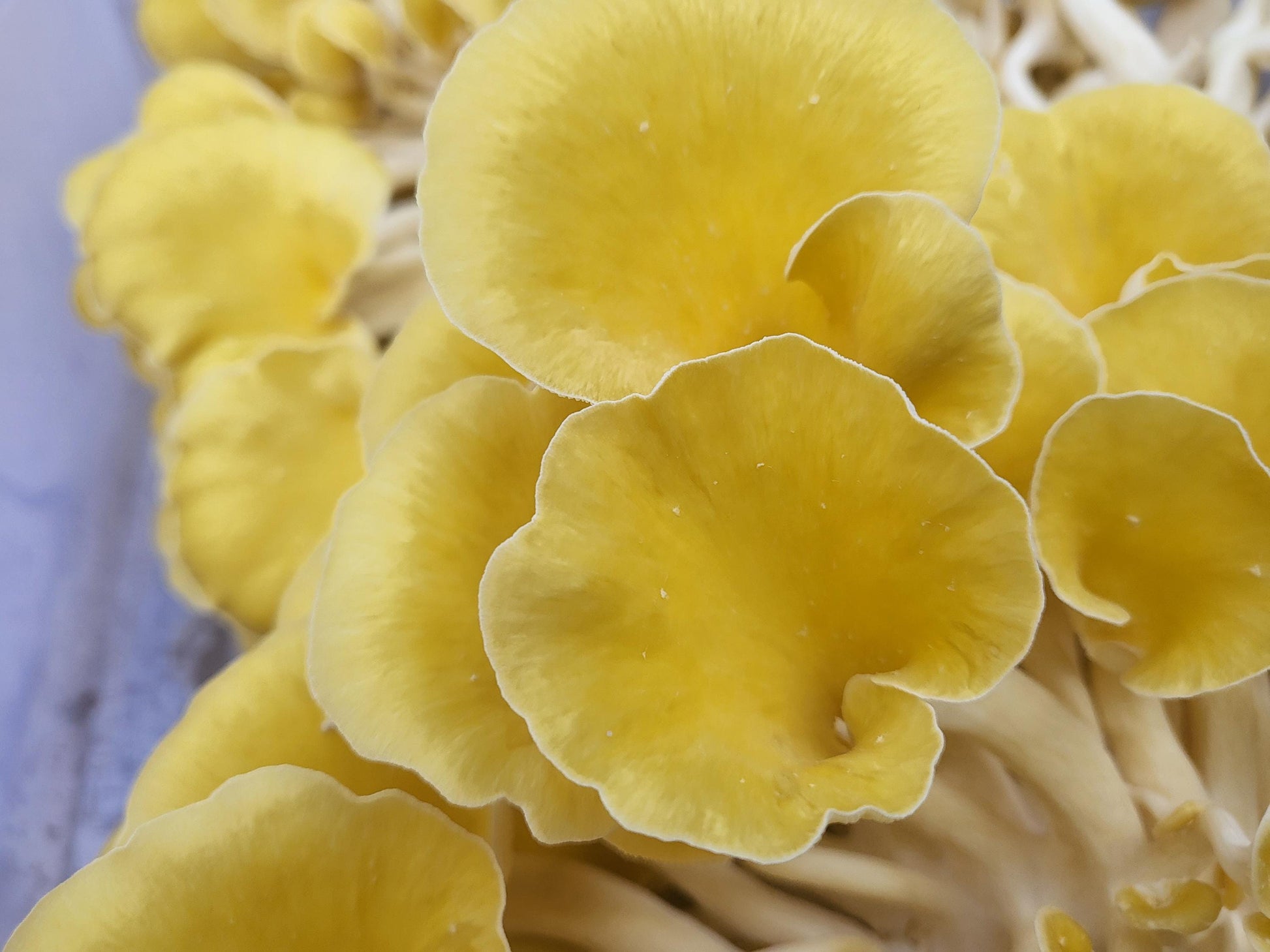 5-Gallon Mushroom Bucket Grow Kit: DIY Oyster Mushrooms