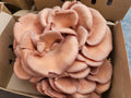 5-Gallon Mushroom Bucket Grow Kit: DIY Oyster Mushrooms