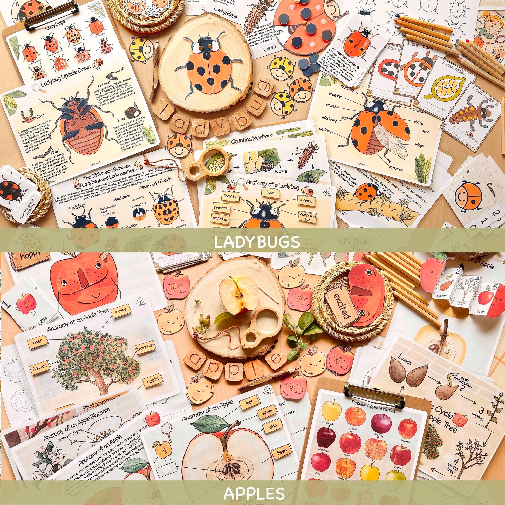 26 Unit Studies MEGA BUNDLE Homeschool Printable Charlotte Mason Toddler Busy Book Toddler Activities Nature Study Preschool Curriculum