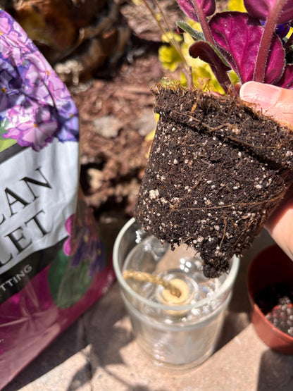 Etched African Violet Clear Vodka Bottle Hydro Planter (1) One - (Self Watering) Eco Friendly, Grow Indoors, Eco Planter, DIY Planter Kit