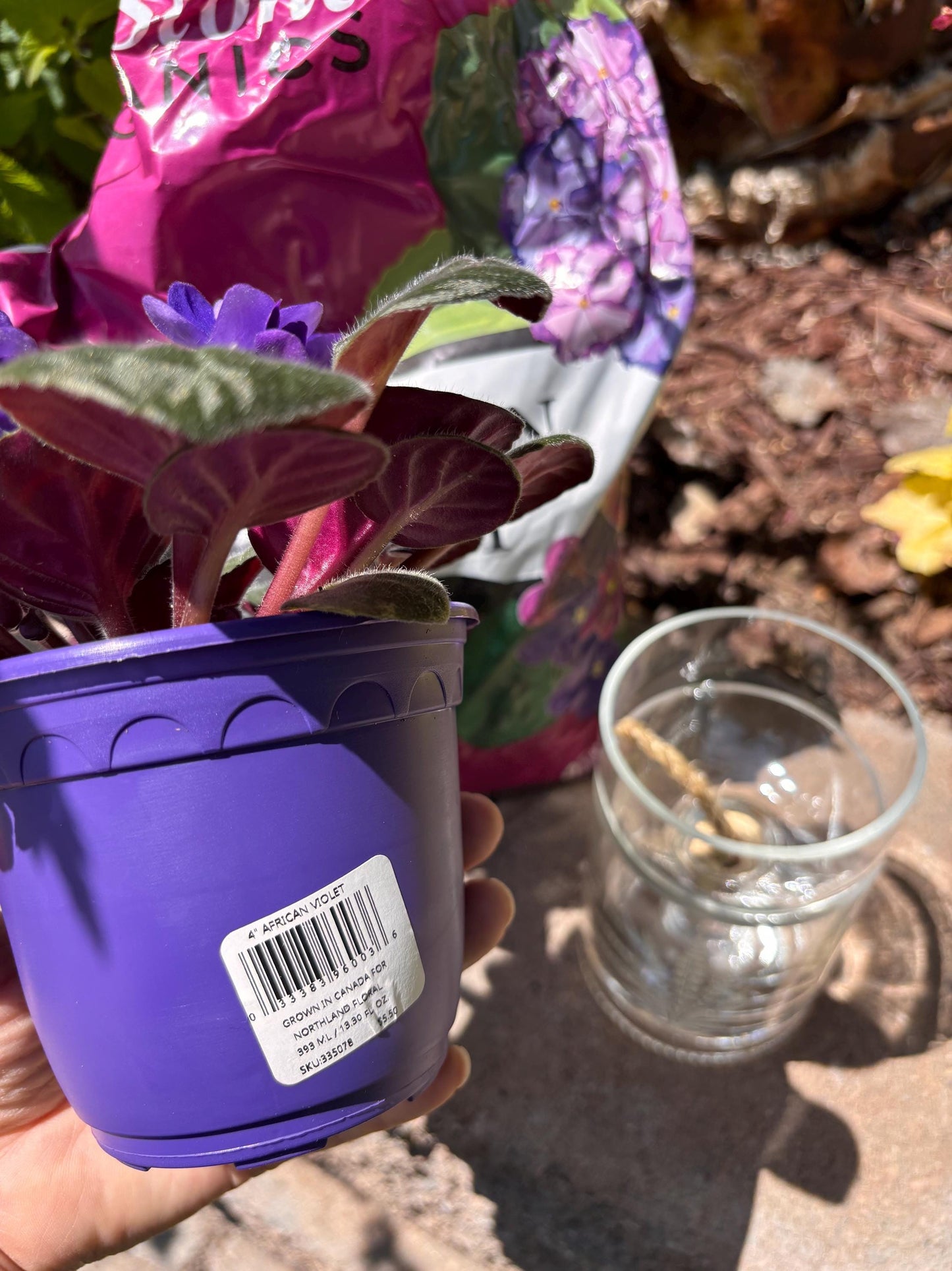 Etched African Violet Clear Vodka Bottle Hydro Planter (1) One - (Self Watering) Eco Friendly, Grow Indoors, Eco Planter, DIY Planter Kit
