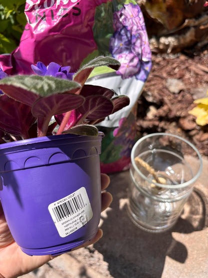 Etched African Violet Clear Vodka Bottle Hydro Planter (1) One - (Self Watering) Eco Friendly, Grow Indoors, Eco Planter, DIY Planter Kit