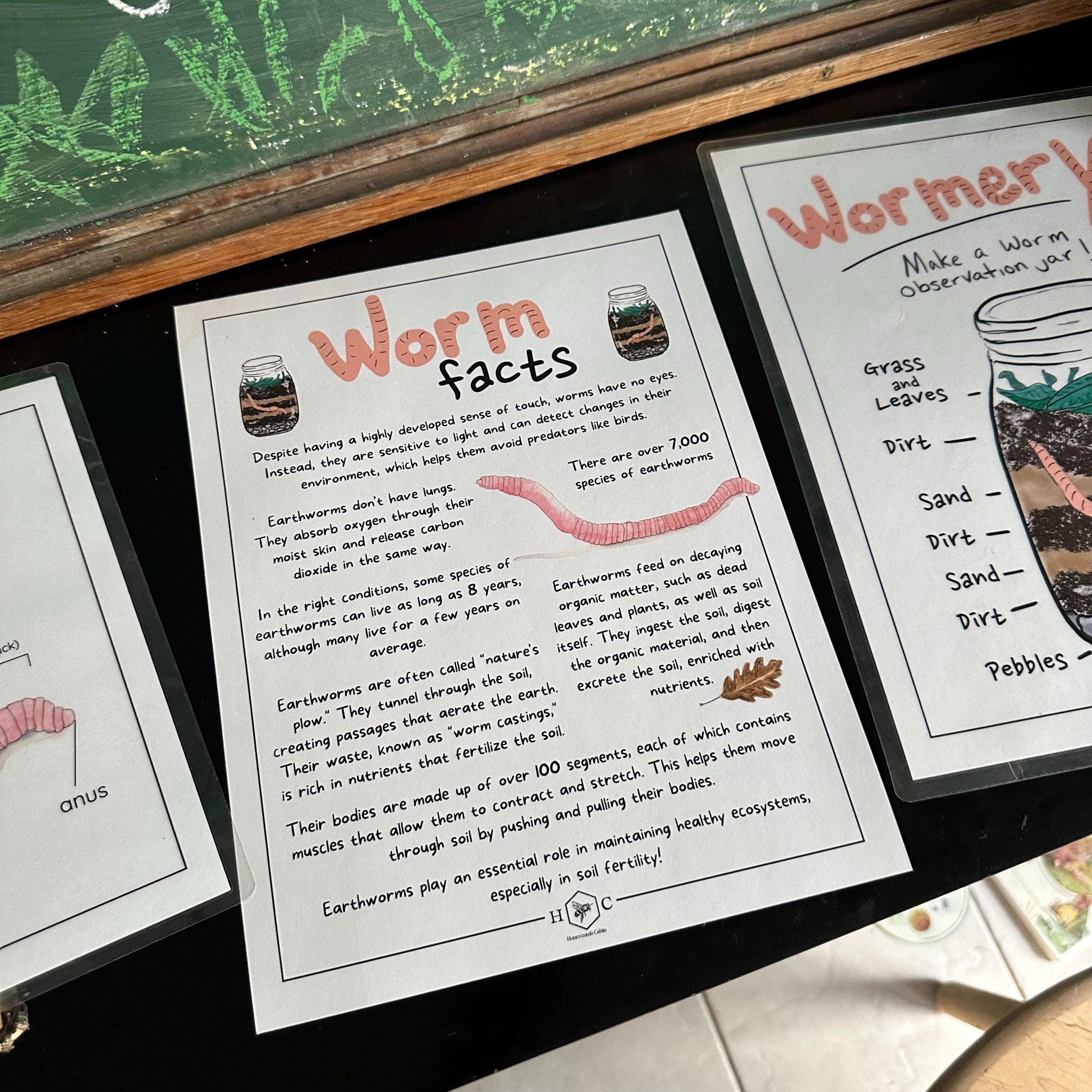 Anatomy of a Worm and Wormery activity with record | Charlotte Mason Nature Educational Printable
