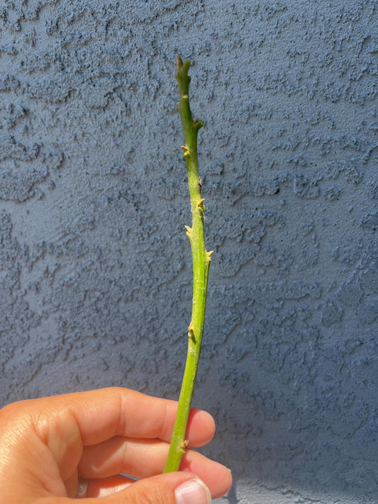 Avocado Scions/Cuttings (Budwood) for grafting