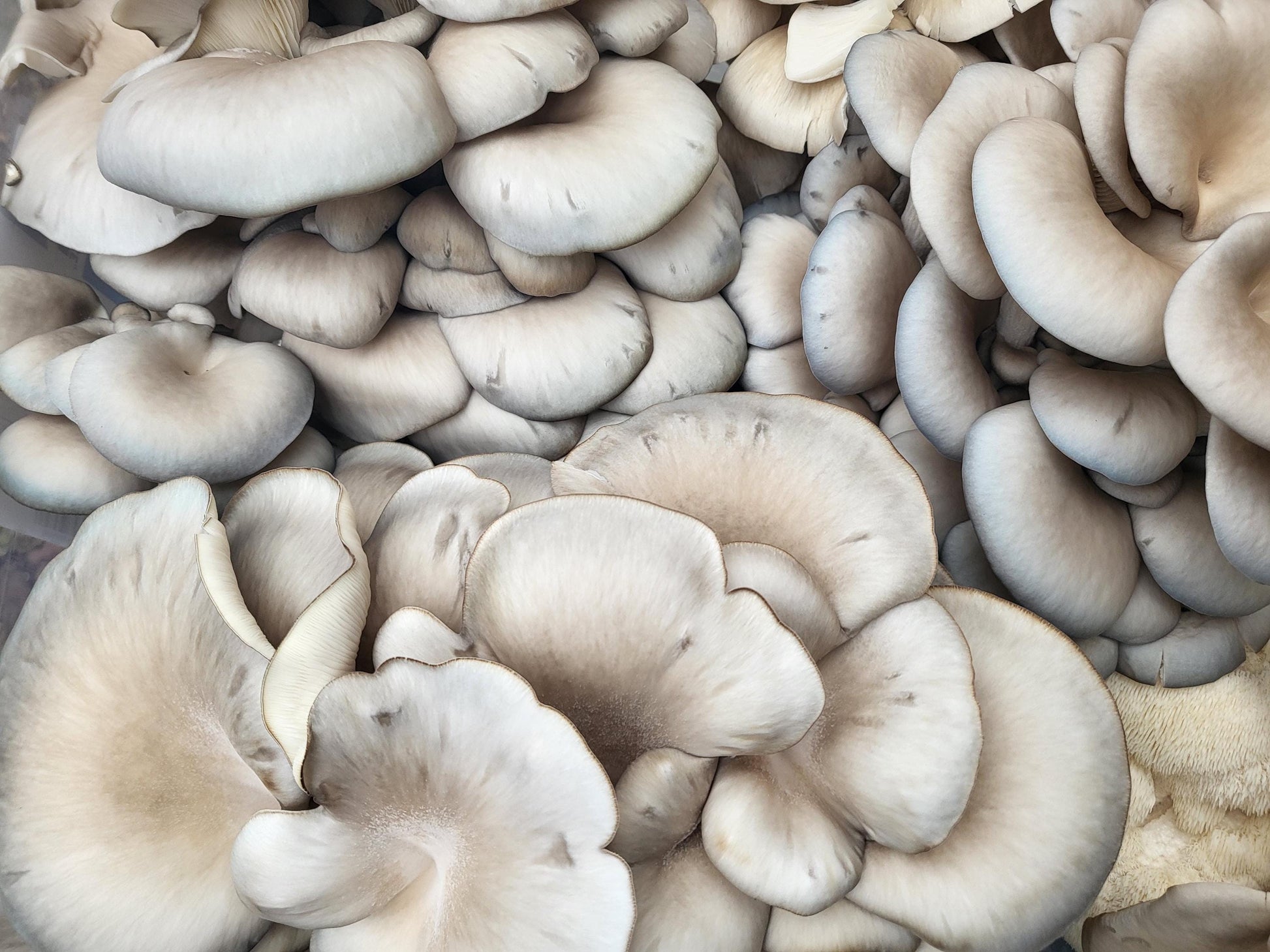 5-Gallon Mushroom Bucket Grow Kit: DIY Oyster Mushrooms