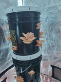 5-Gallon Mushroom Bucket Grow Kit: DIY Oyster Mushrooms