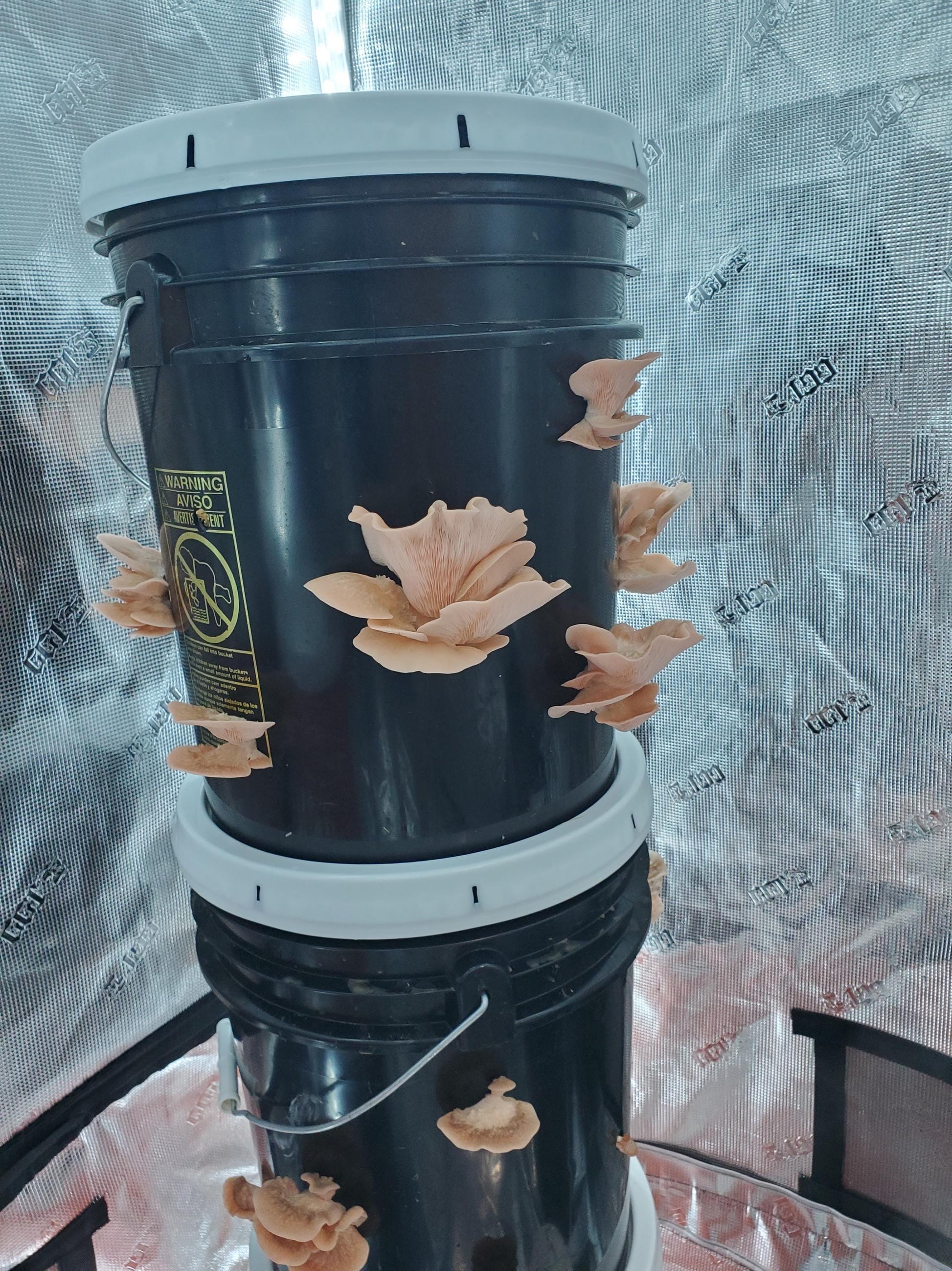 5-Gallon Mushroom Bucket Grow Kit: DIY Oyster Mushrooms