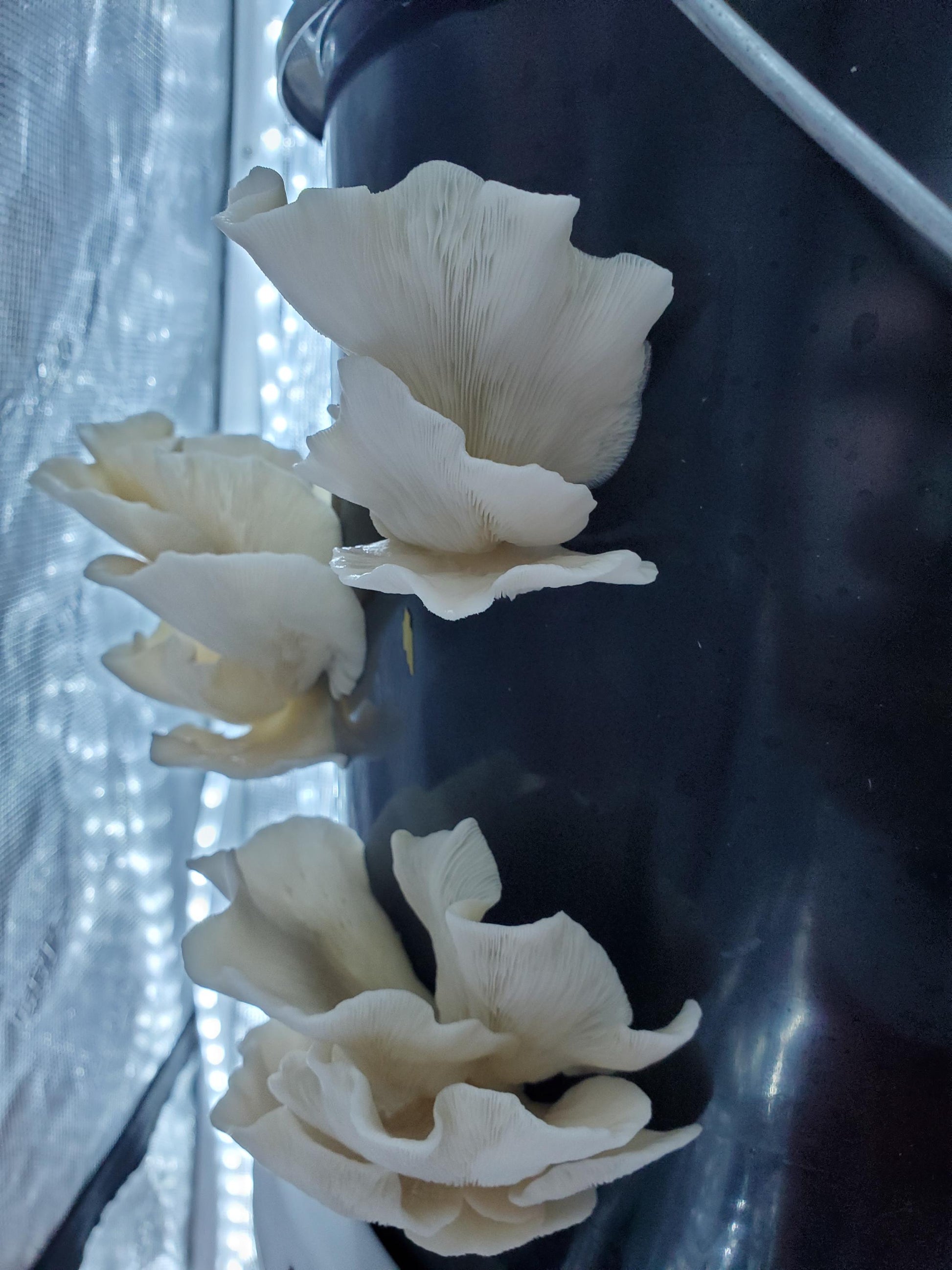 5-Gallon Mushroom Bucket Grow Kit: DIY Oyster Mushrooms
