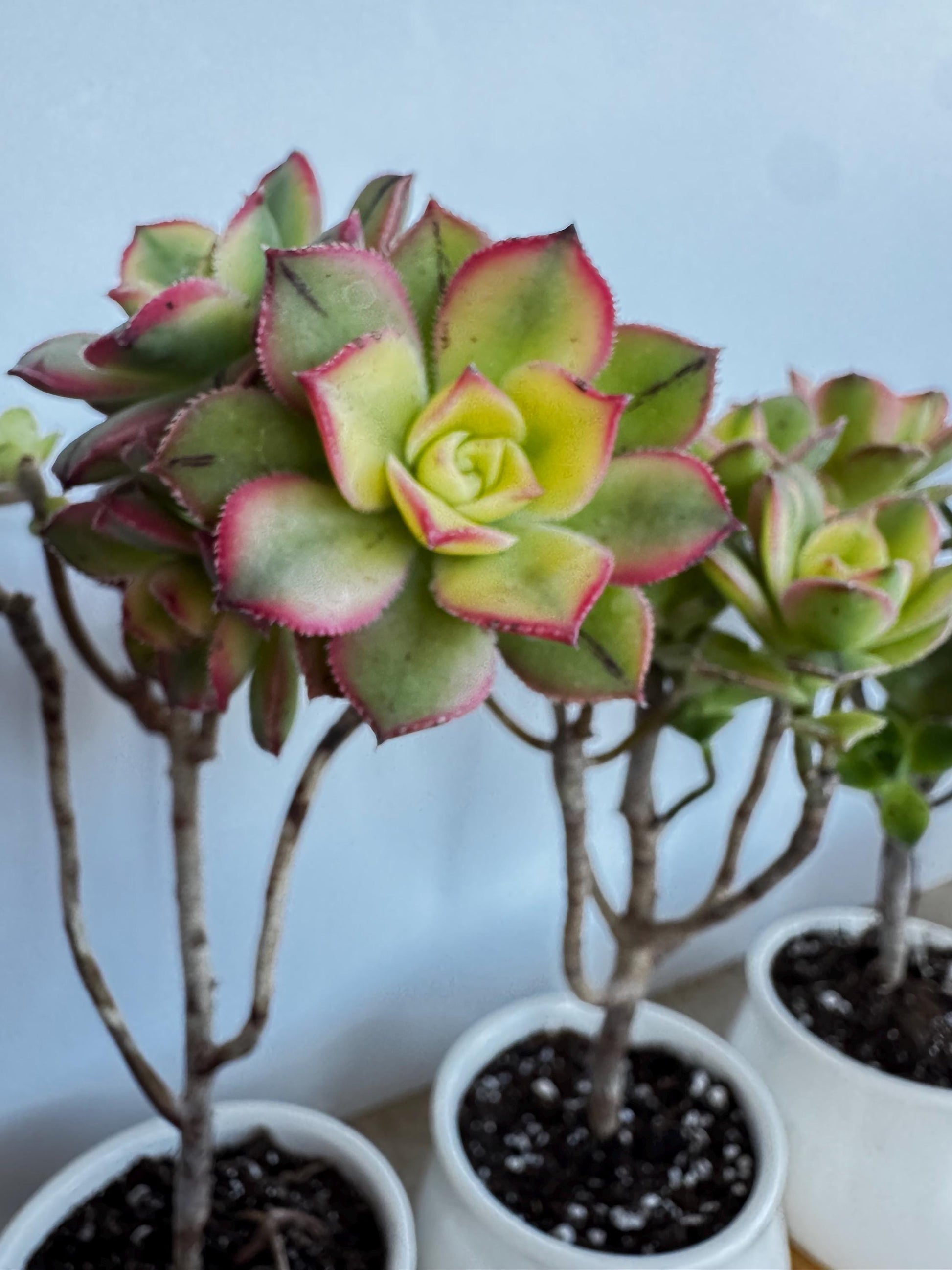 Kiwi Aeonium Succulent Bonsai