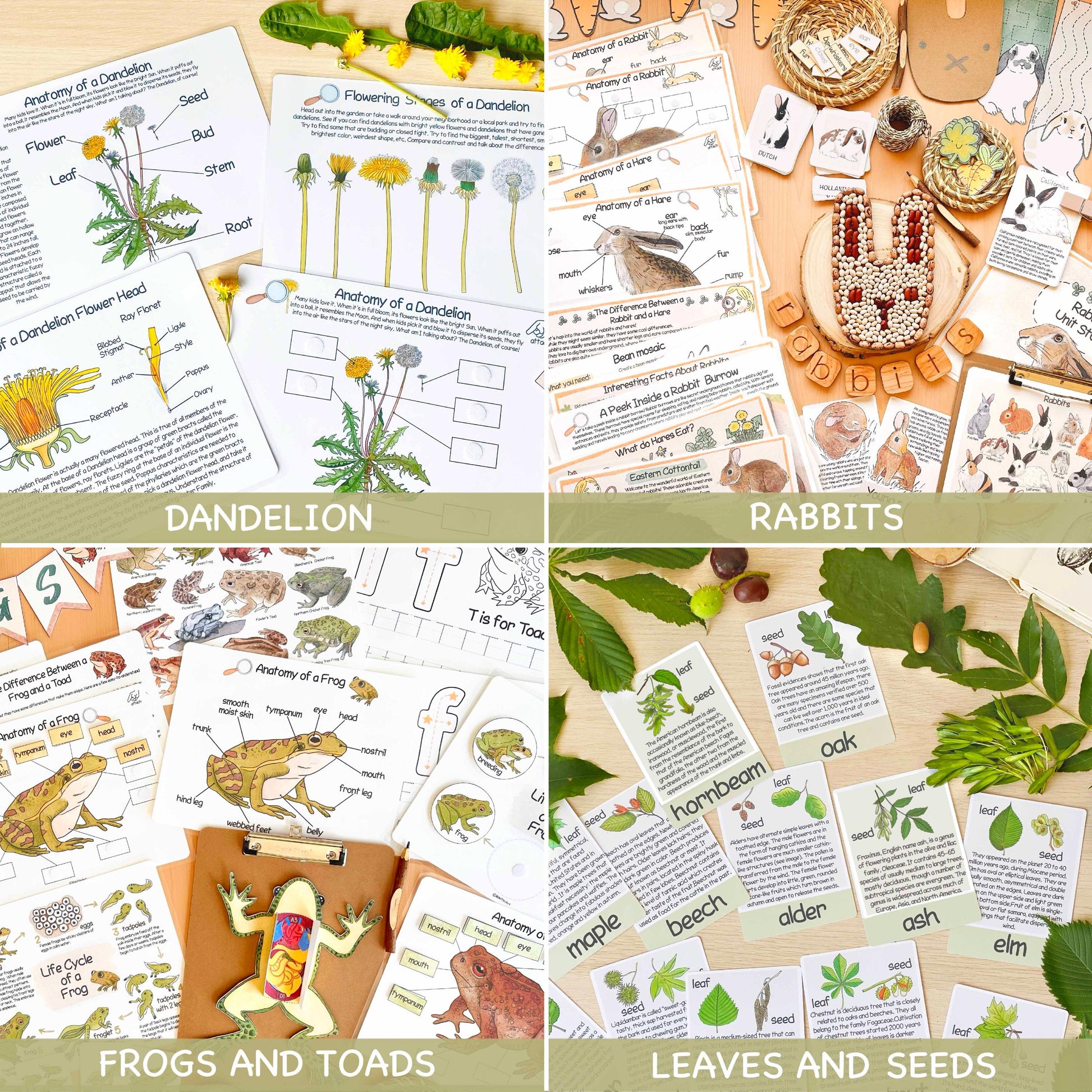 26 Unit Studies MEGA BUNDLE Homeschool Printable Charlotte Mason Toddler Busy Book Toddler Activities Nature Study Preschool Curriculum