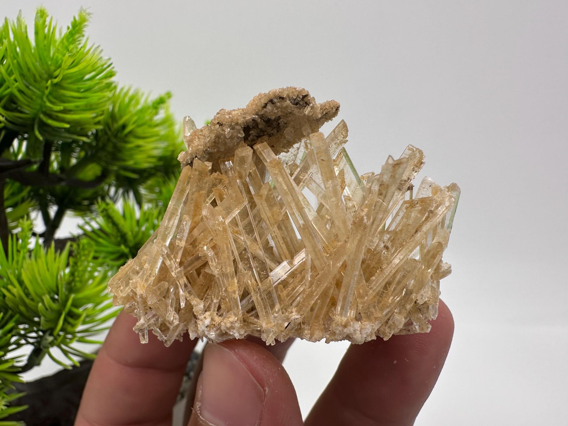 Stunning Gypsum var. Selenite,from Rudna Mine,Poland,Brown Gypsum Selenite,selenite crystal,gypsum,mineral specimen,collection,collectibles