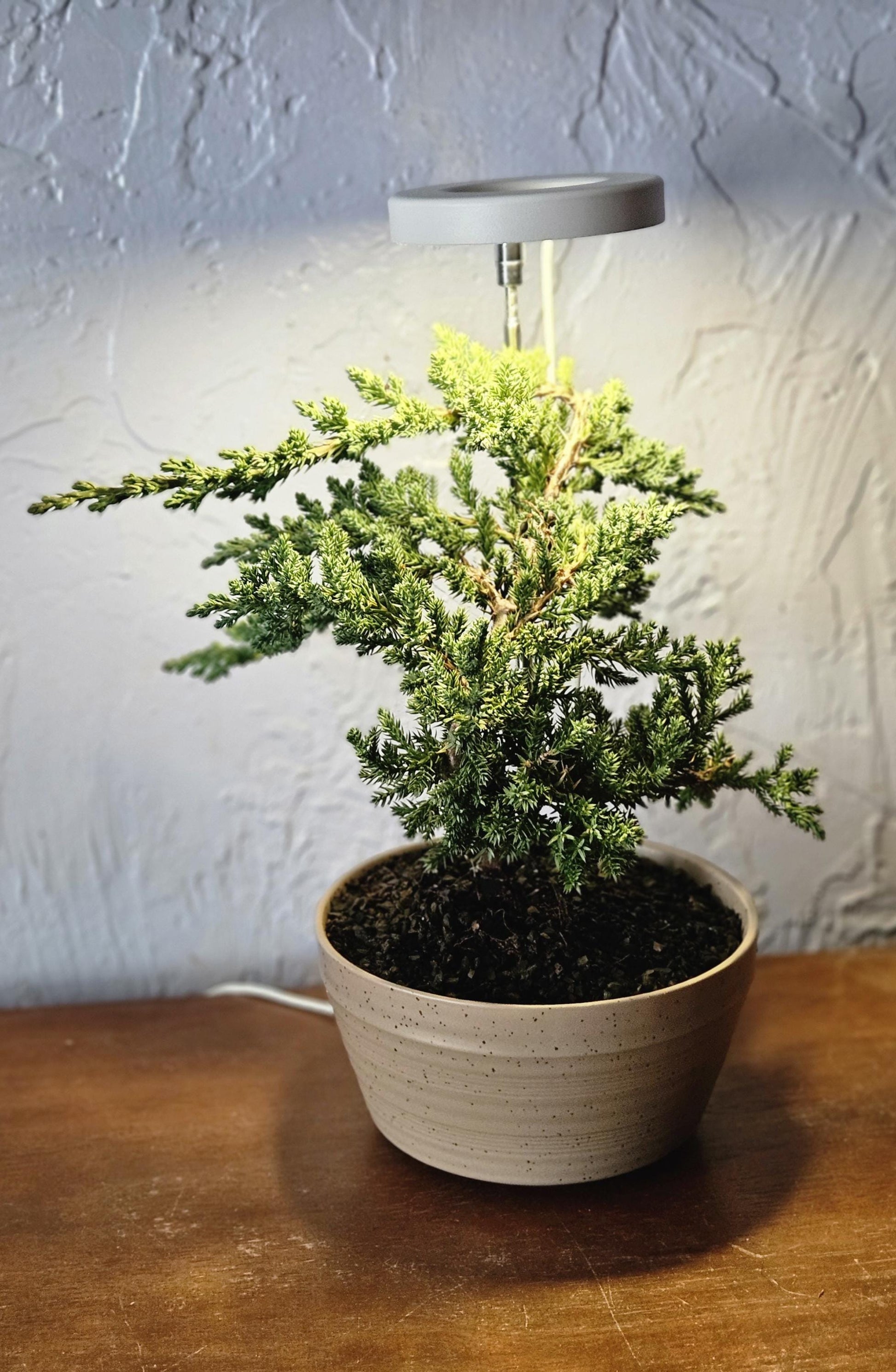 Led grow light. Works with any plants including bonsai.