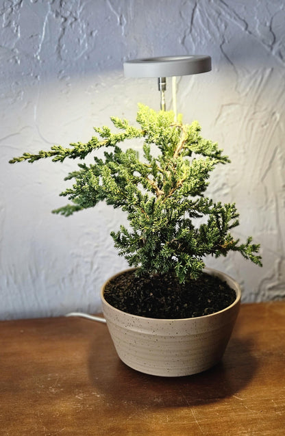 Led grow light. Works with any plants including bonsai.
