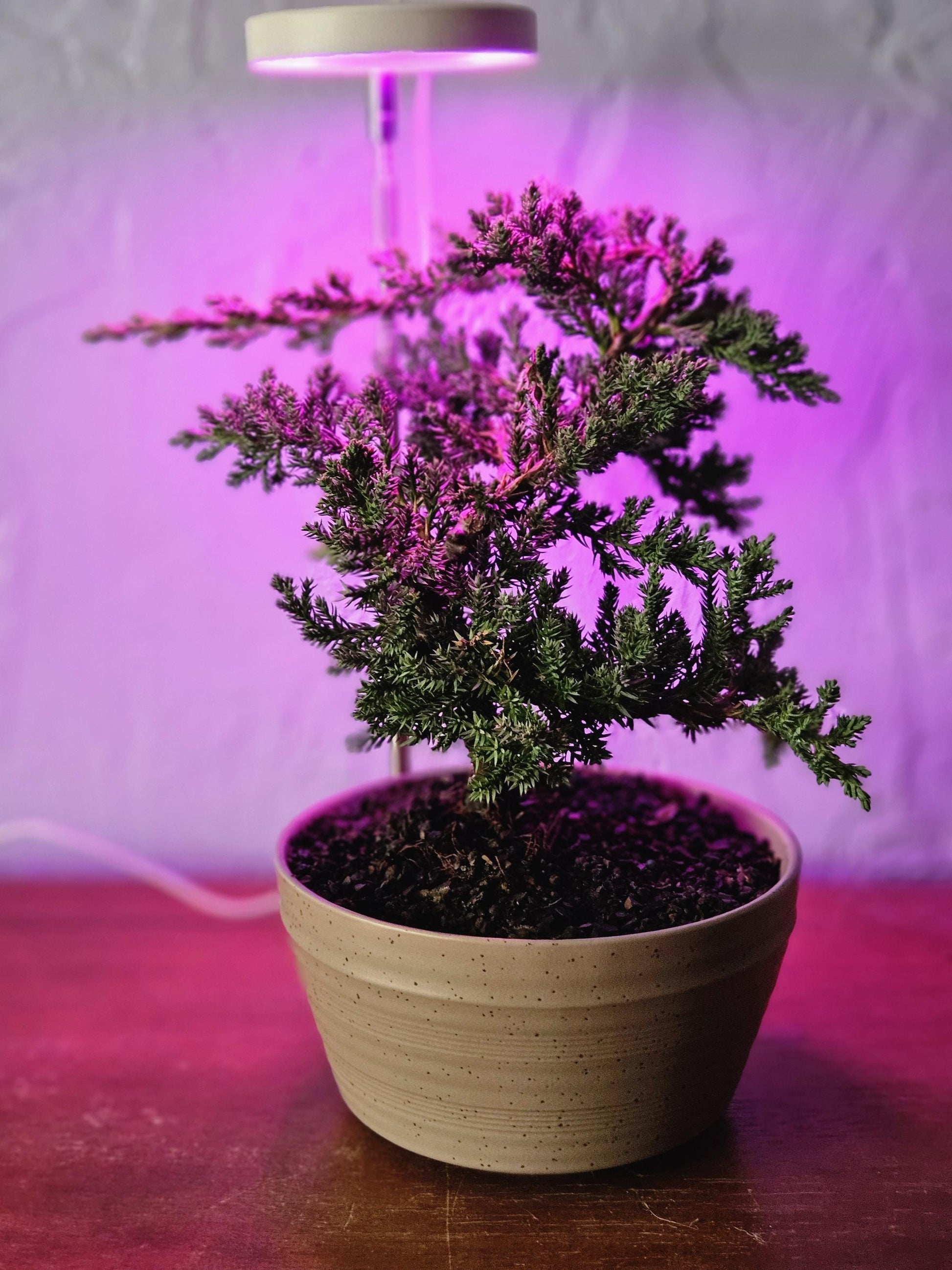 Led grow light. Works with any plants including bonsai.