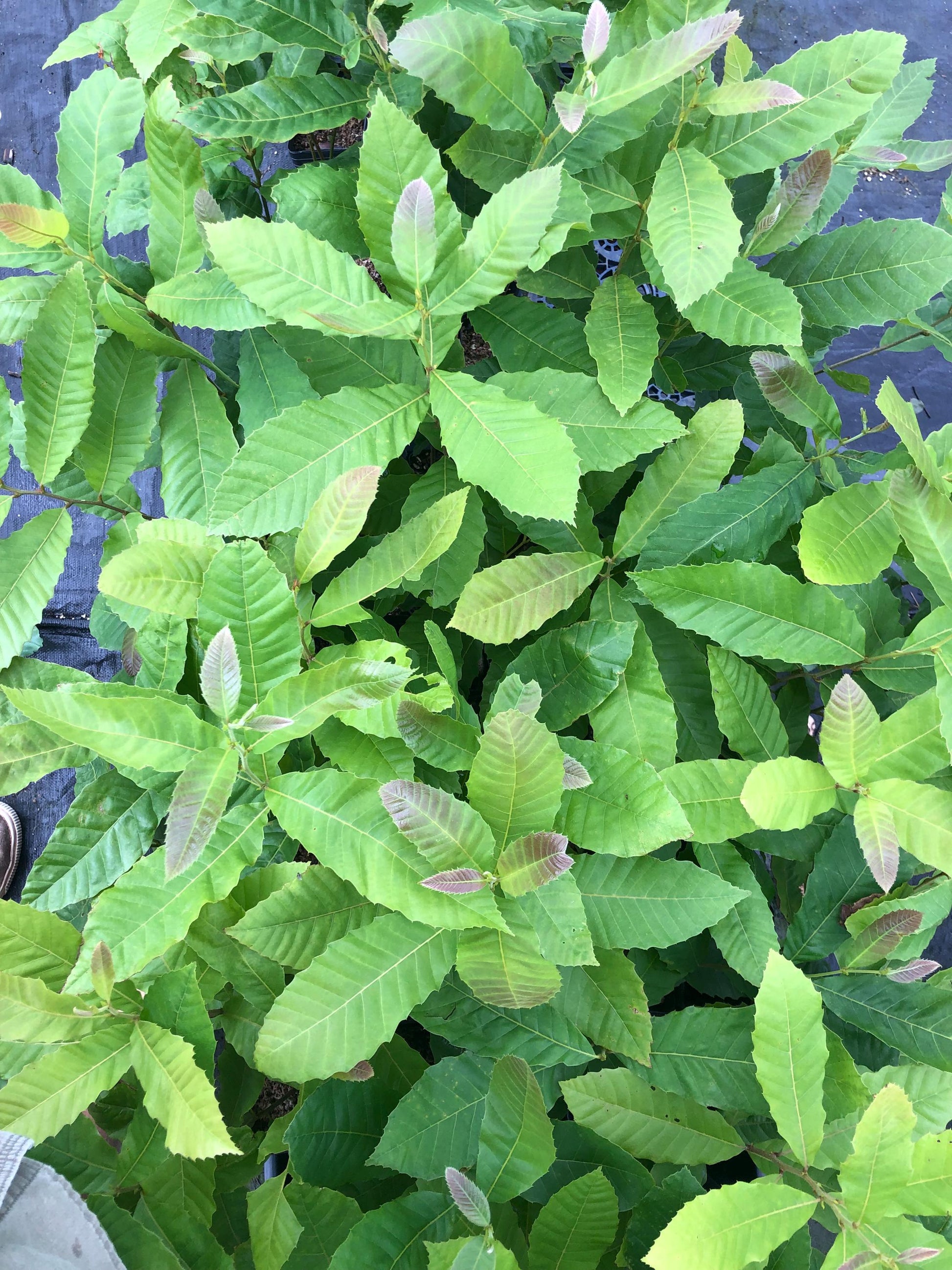 Chestnut Trees, potted 1-2 feet tall seedlings of select parents