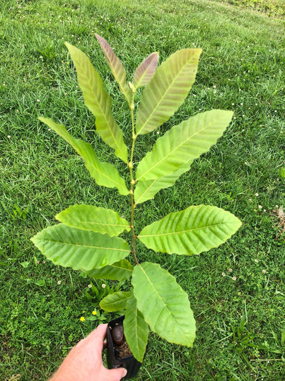 Chestnut Trees, potted 1-2 feet tall seedlings of select parents