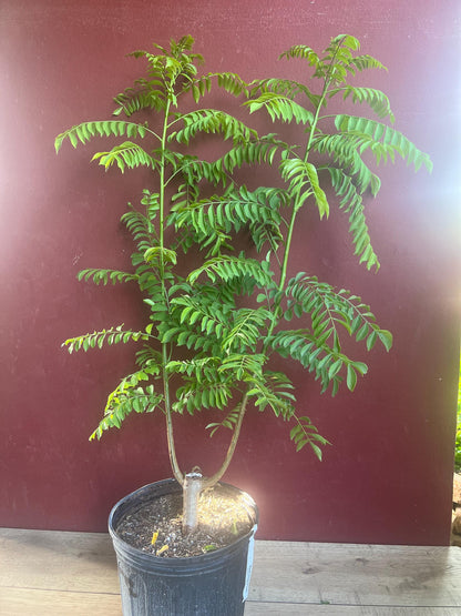 Large Red spanish. hog plum in 3 gallons pot, ciruela, jocote rojo, mombin tree