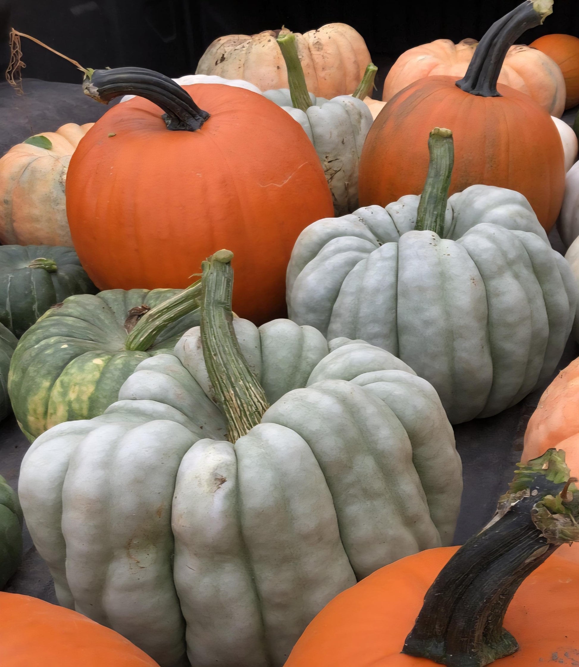 Mixed Pumpkin Seeds, Over 20 Different Types of Pumpkins, Non GMO, Organic
