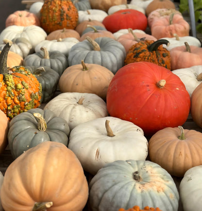 Mixed Pumpkin Seeds, Over 20 Different Types of Pumpkins, Non GMO, Organic