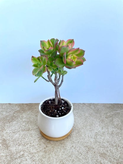 Kiwi Aeonium Succulent Bonsai