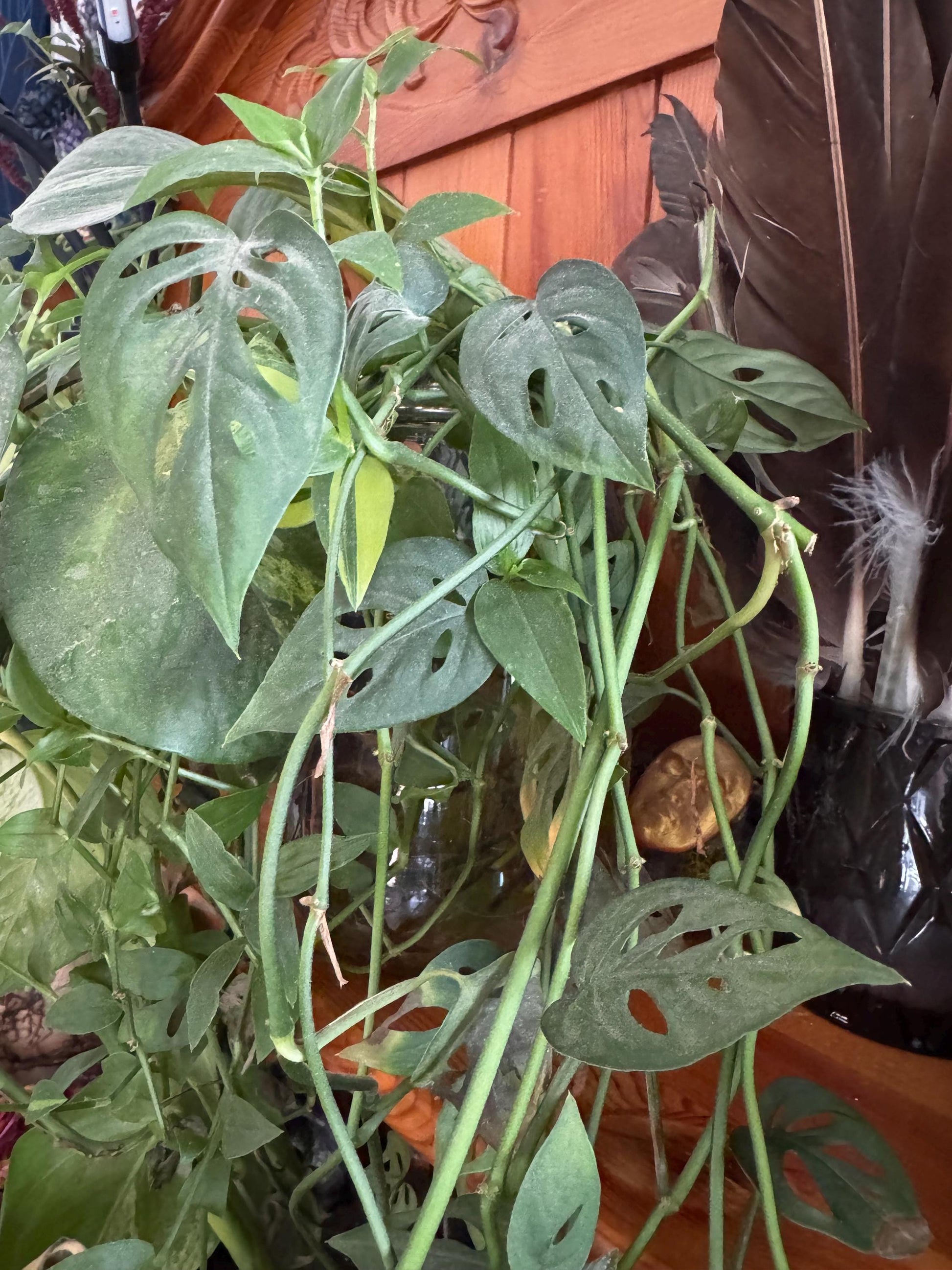 Monstera deliciosa 3” peat pot, rooted starter plant