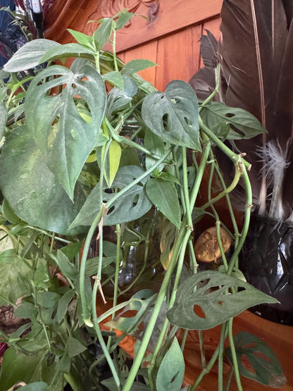 Monstera deliciosa 3” peat pot, rooted starter plant