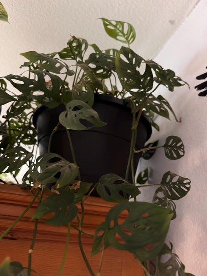 Monstera deliciosa 3” peat pot, rooted starter plant